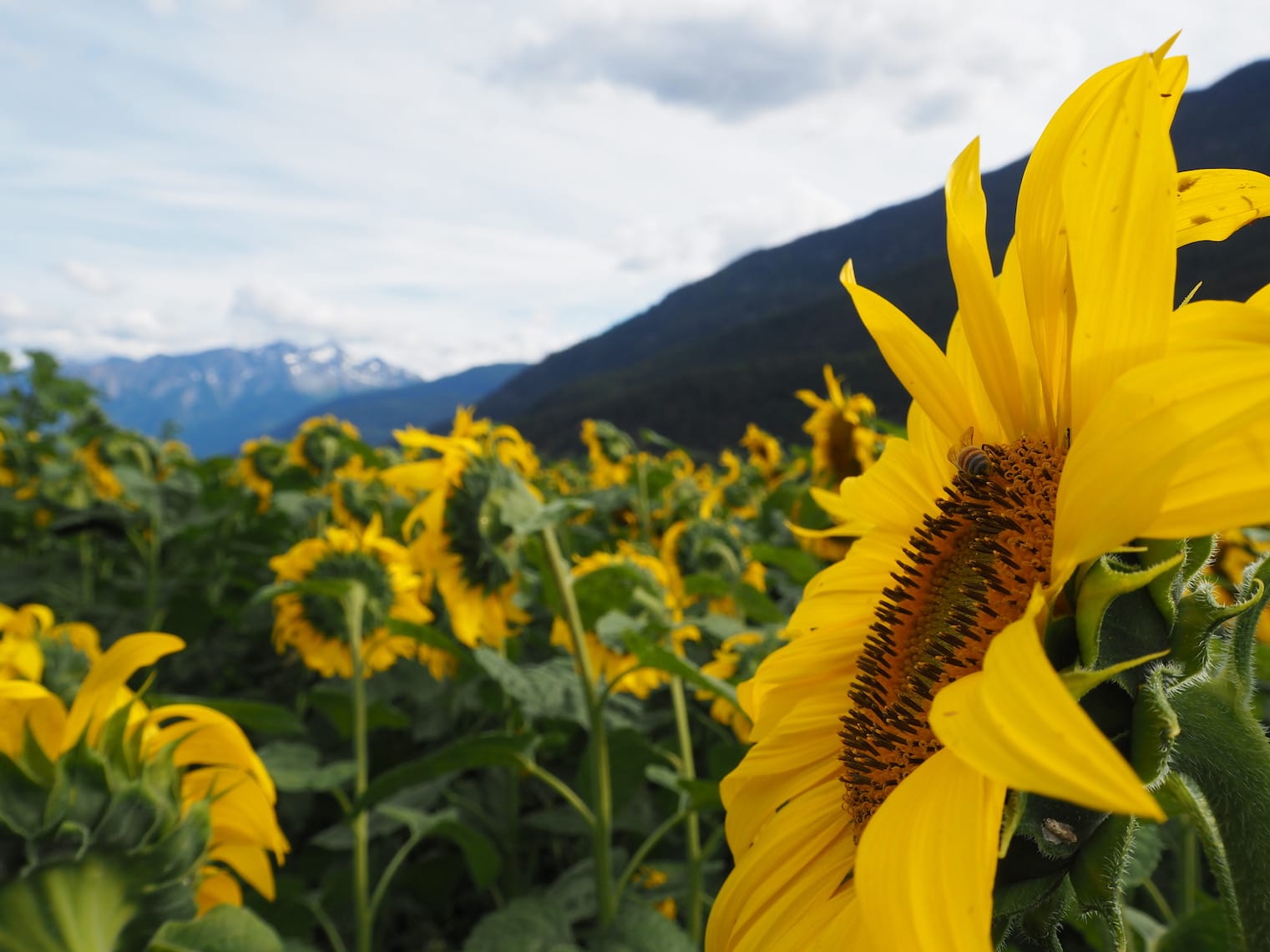 pemberton flowers